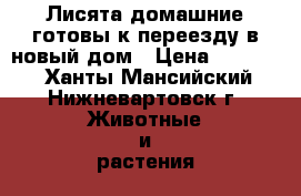 Лисята домашние готовы к переезду в новый дом › Цена ­ 10 000 - Ханты-Мансийский, Нижневартовск г. Животные и растения » Другие животные   . Ханты-Мансийский,Нижневартовск г.